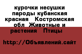 курочки несушки пароды кубанская красная - Костромская обл. Животные и растения » Птицы   